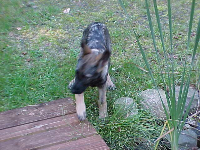 Alles so sch&ouml;n gr&uuml;n hier