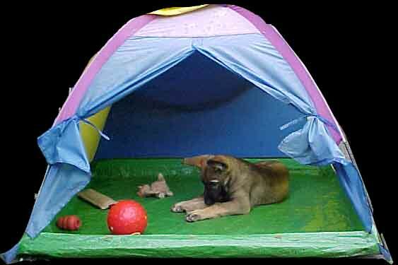 Ich hab ein Haus, ein &Auml;ffchen und ein Pferd