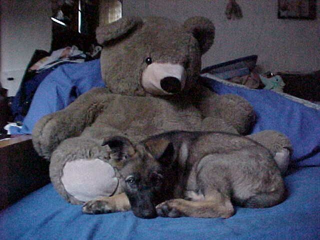 Gro&szlig;er B&auml;r, kleiner Hund