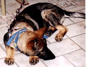 Vindy mit ca. 6 Monaten